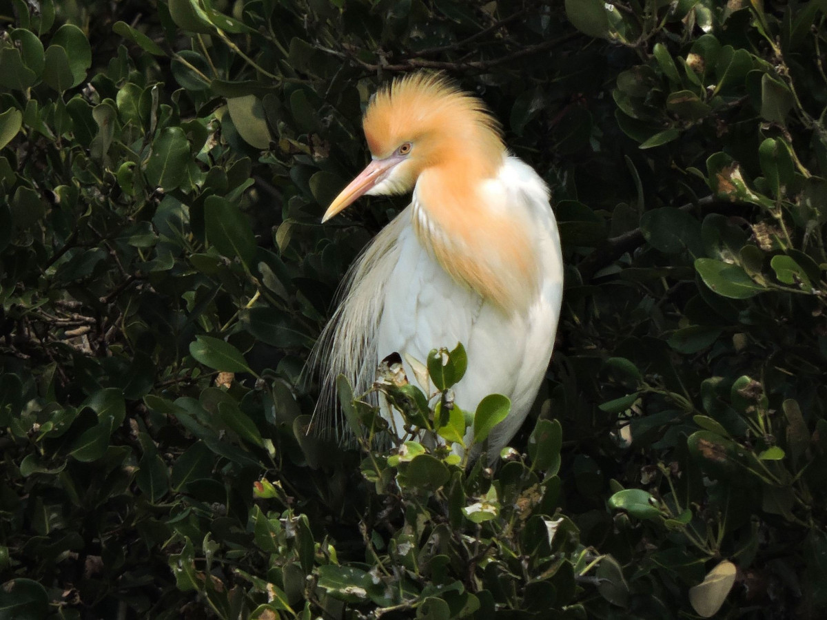 黃頭鷺在求偶季最顯著的特徵。冬季全身潔白，但在春天繁殖期，頭、頸及背部中央會換上橘黃色的飾羽。（圖／台灣濕地保護聯盟、高雄市府工務局公園處提供）