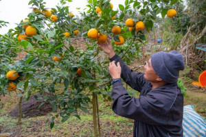 賽夏族部落於原生地復育栽培之南庄橙果樹穩定結果，族人進行採收作業。（新竹分署提供）