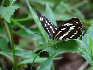 豆環蛺蝶（琉球三線蝶）。（圖／高雄市府工務局公園處）