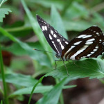 豆環蛺蝶（琉球三線蝶）。（圖／高雄市府工務局公園處）