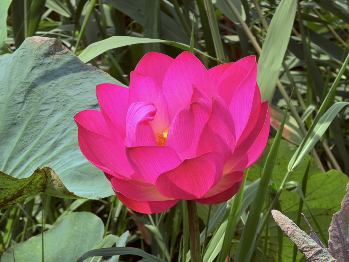 板橋新海荷花盛開　粉色花朵吸引民眾賞花、拍照
