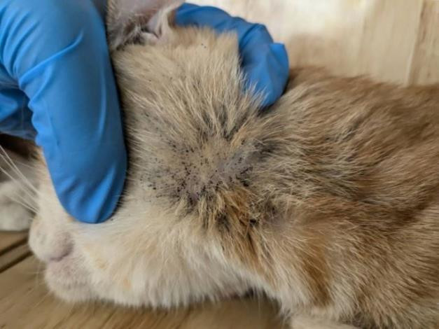 竹縣查獲不當飼養案件　緊急安置14隻貓並依法裁處