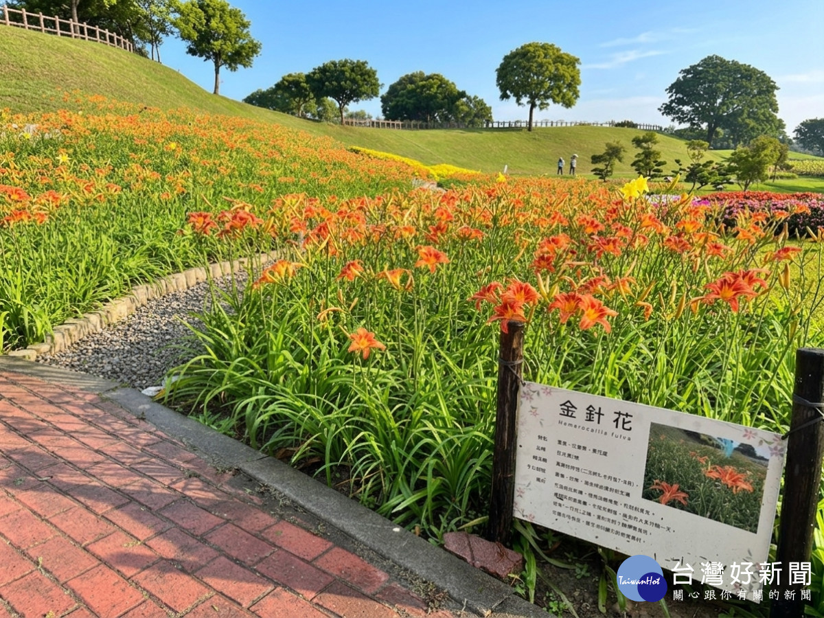 不必遠赴花東　后里環保公園金針花海綻放展現最美的初夏風景