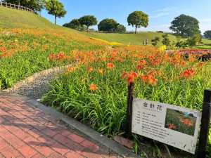 后里環保公園金針花海綻放展現最美的初夏風景