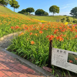 后里環保公園金針花海綻放展現最美的初夏風景