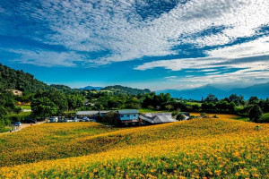 2026花蓮金針花季8/8浪漫登場（圖／花蓮縣政府提供）
