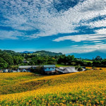 2026花蓮金針花季8/8浪漫登場（圖／花蓮縣政府提供）