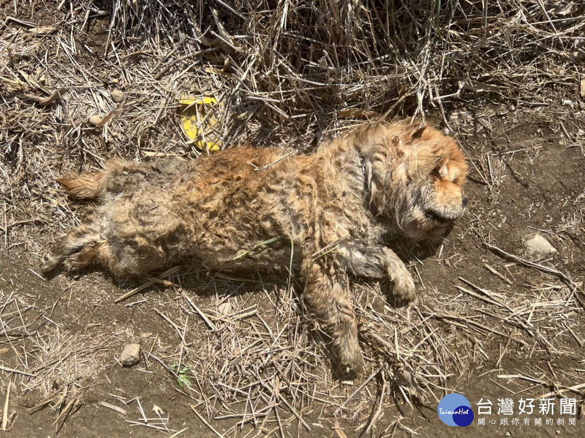 棄養鬆獅犬　飼主挨罰11萬