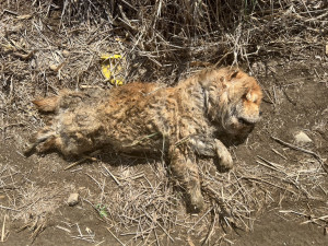 家畜所日前救援一隻鬆獅犬，因飼主均置之不理，棄養事實明確，家畜所依法嚴懲，合併處以11萬元罰鍰／嘉義縣府提供