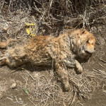 家畜所日前救援一隻鬆獅犬，因飼主均置之不理，棄養事實明確，家畜所依法嚴懲，合併處以11萬元罰鍰／嘉義縣府提供