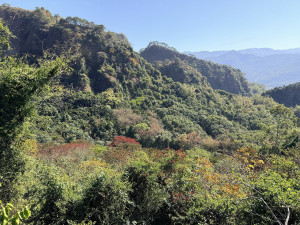 九九峰森林步道景觀優美很親民。（林業署南投分署提供）