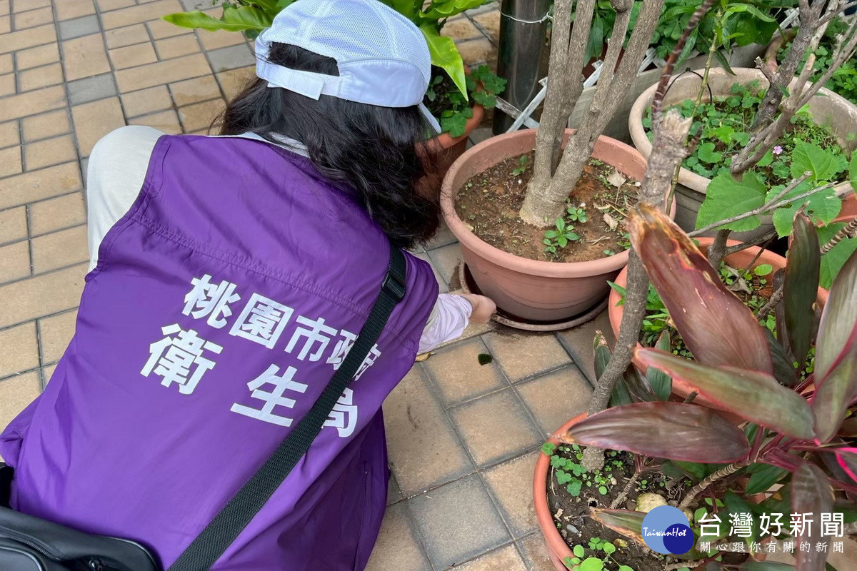防範登革熱　桃市：6月起查獲孳生孑孓最高罰1.5萬元
