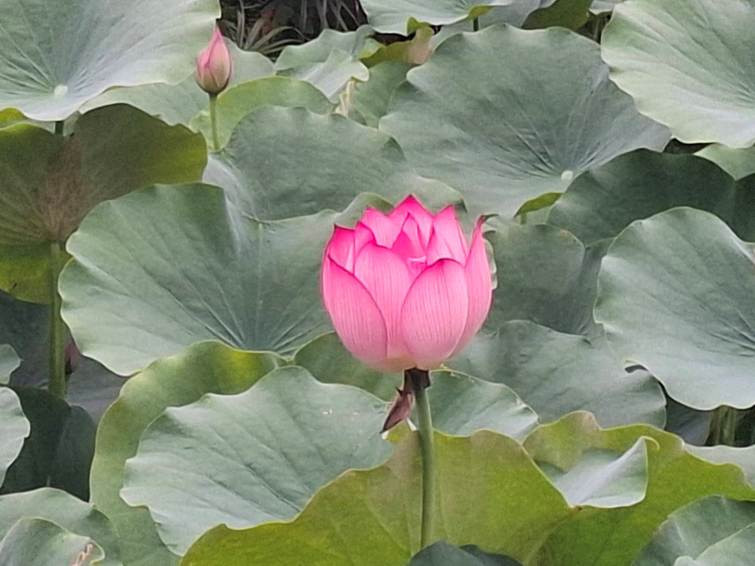 夏日最詩意的角落！　北投公園「雙蓮池」初夏驚艷綻放