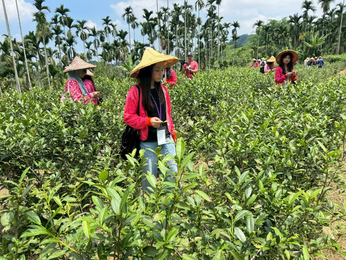 國際生走進竹山茶鄉　體驗茶文化魅力