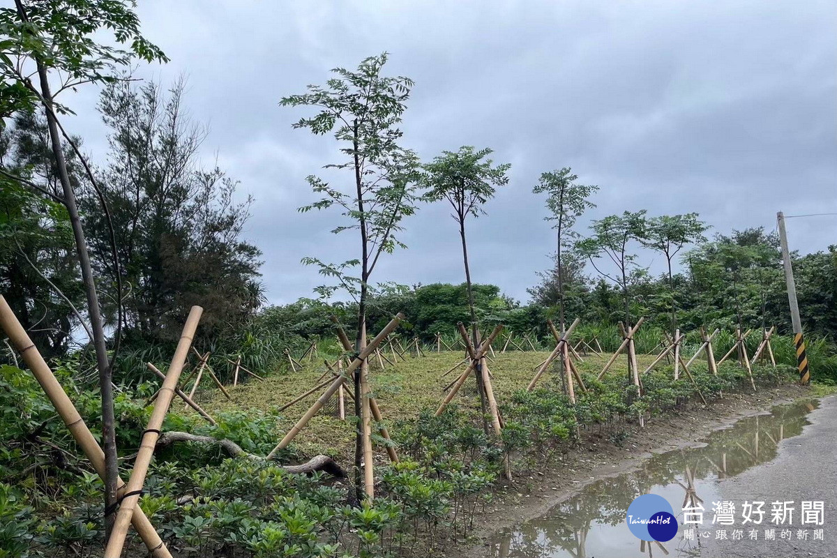 桃園市政府全面推動「樹木植栽種植及維護指引」，年度植樹逾4800株儲碳量逾3公噸。<br />
