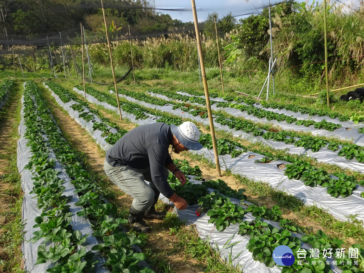 強化農藥安全把關　竹市府提醒農友落實安全用藥