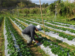 執行農作物農藥殘留檢測採樣作業。