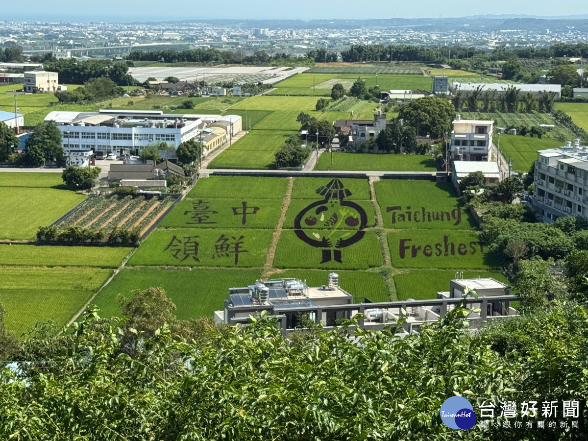 外埔彩繪稻田「台中領鮮」　結穗後色彩分明