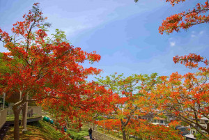 （圖／高雄市府工務局公園處）