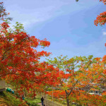 （圖／高雄市府工務局公園處）