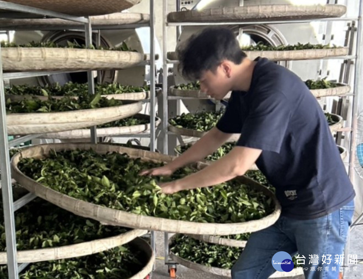 身為茶農二代的莊政霖,積極投入茶莊管理、製茶技術精進及品牌經營,提升茶葉品質與市場競爭力。