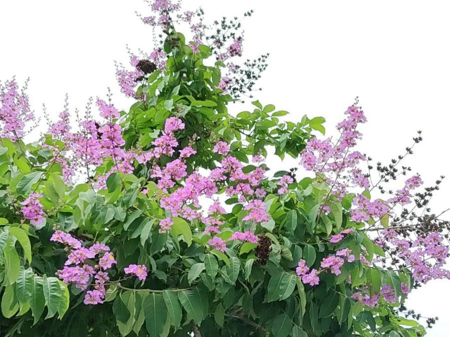 仲夏最浪漫的「紫爆」來襲！　內湖大花紫薇綻放5成