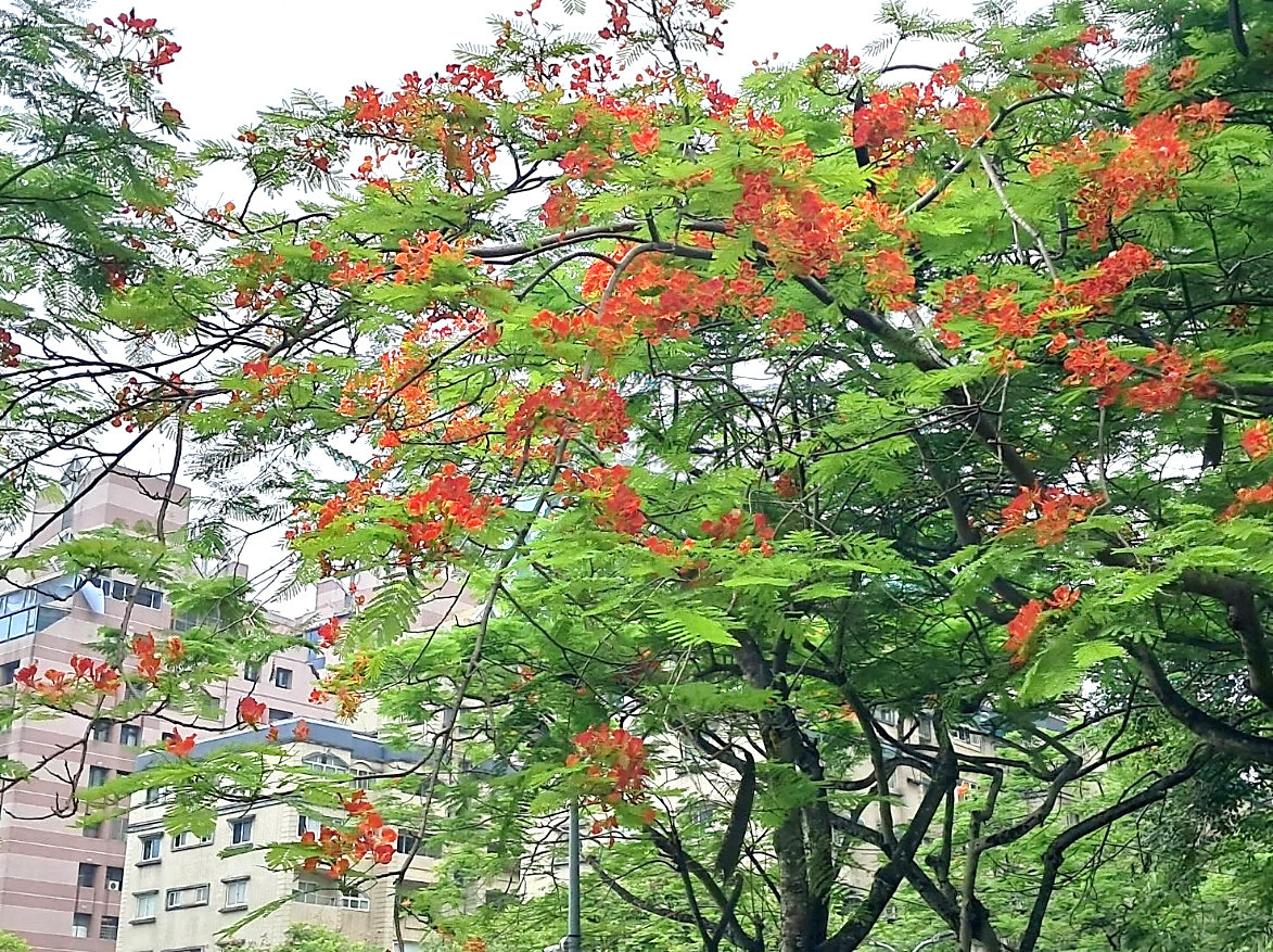信義區染上火紅畫布！　松德公園鳳凰木驚艷盛開