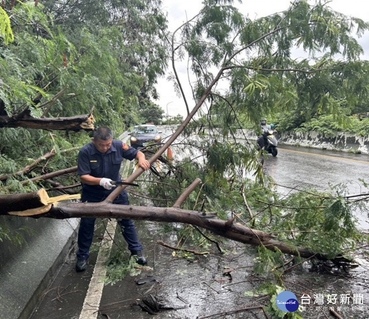 連日大雨樹倒倒塌　烏日警冒雨鋸木20分鐘排除