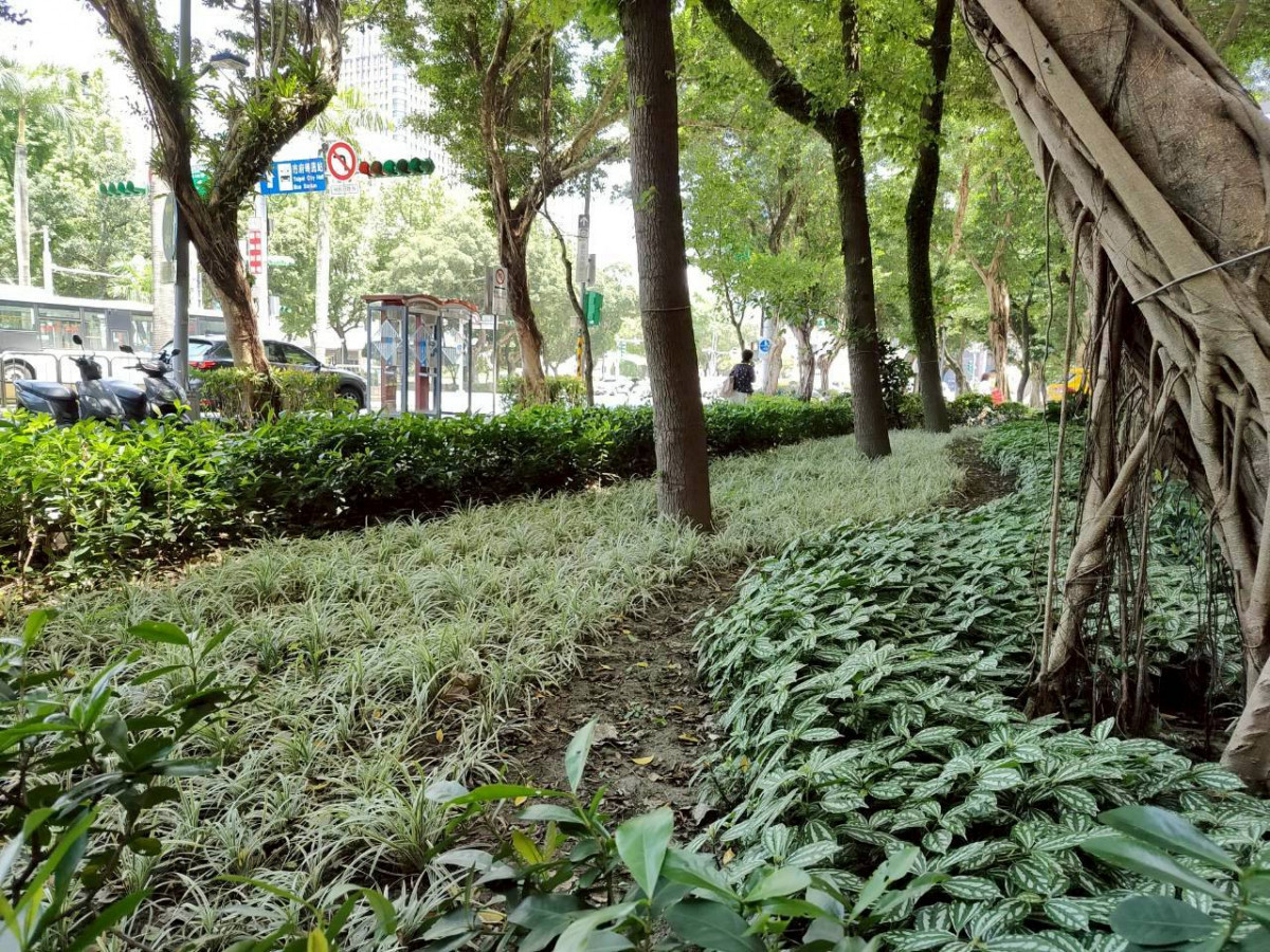 把綠意寫成城市音符！　仁愛路四段打造層次感「林下彩蝶地毯」