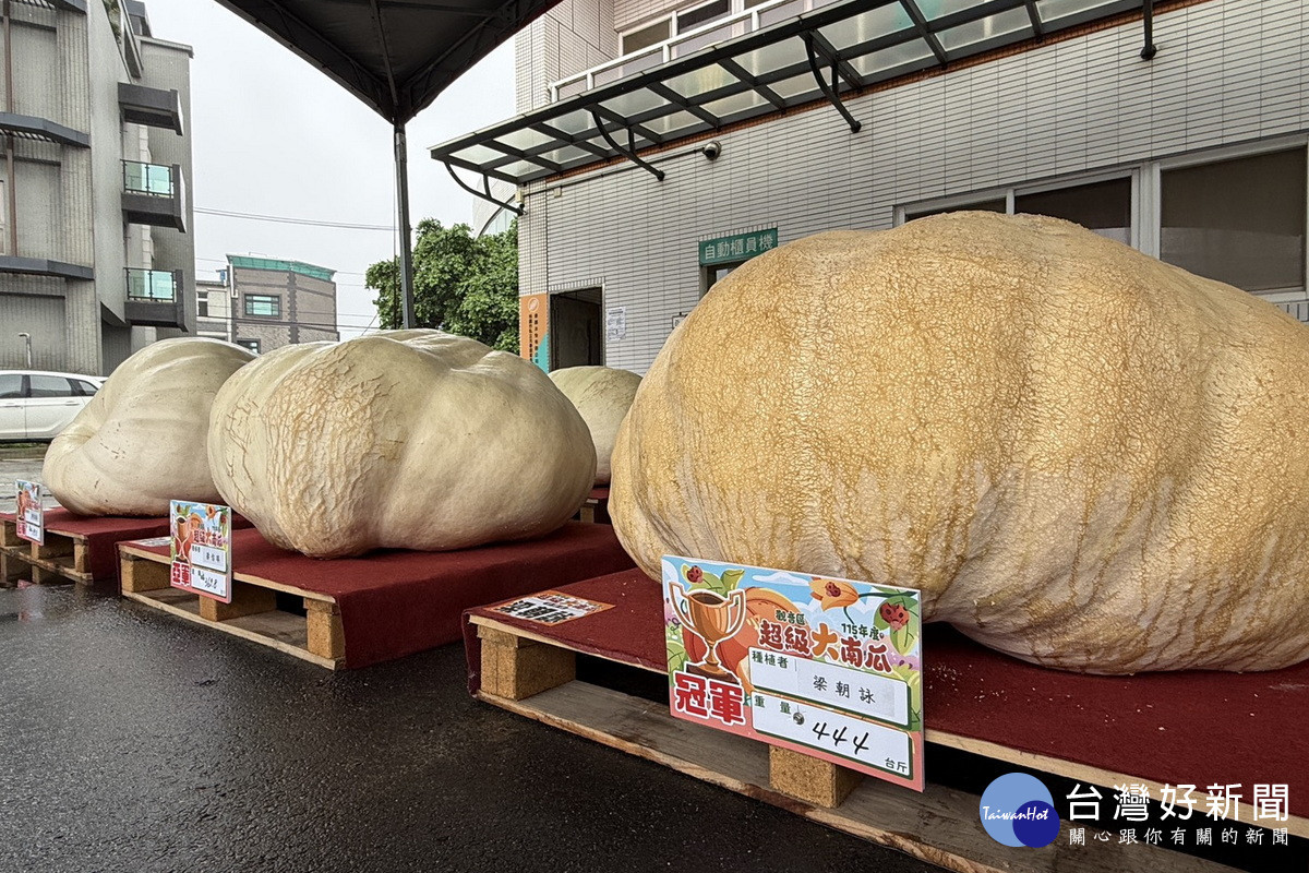 農友梁朝詠大南瓜重達444台斤奪得冠軍,將進軍新北市全國大南瓜比賽。<br />