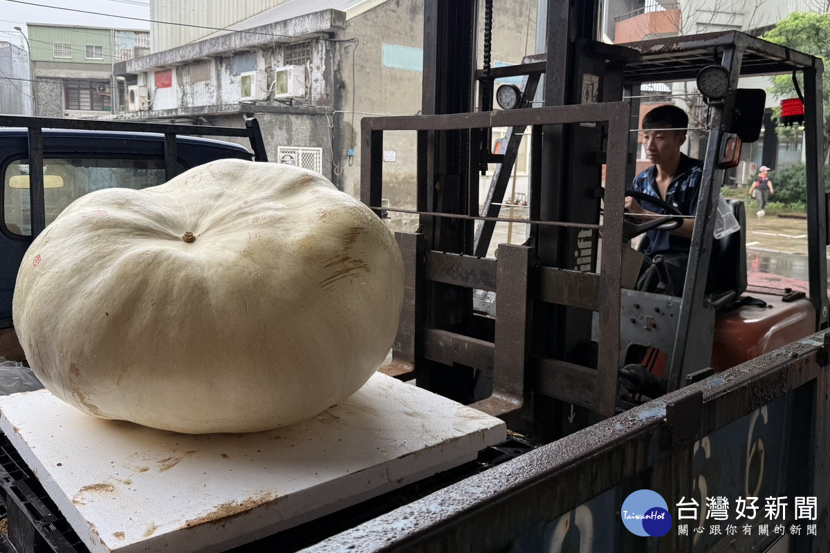 桃園市觀音區農會年度大南瓜稱重大賽登場,碩大南瓜必需以叉車吊掛方式來秤重。