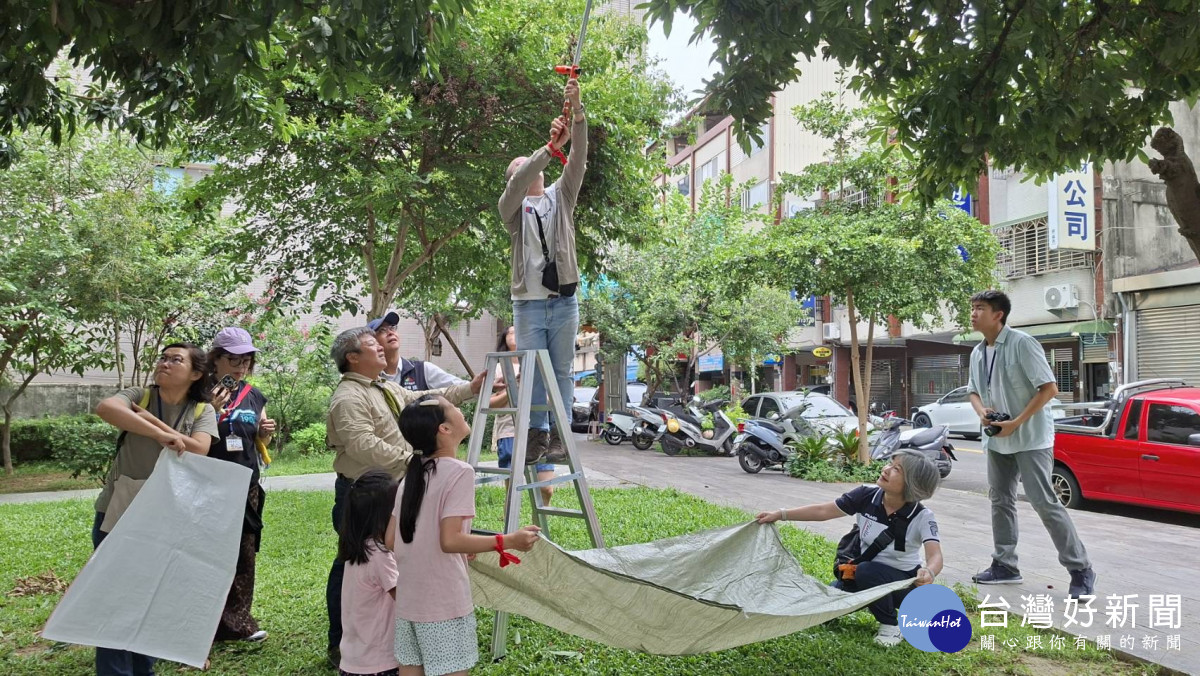 北屯荔枝老樹公園結實纍纍！　市府攜手荒野保護協會辦採果活動推食農教育