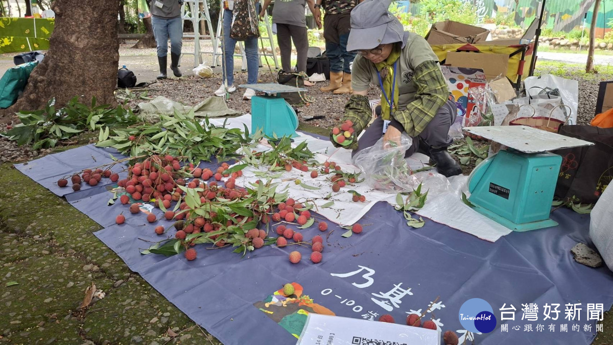 一串串鮮紅飽滿的荔枝掛滿枝頭、果香四溢