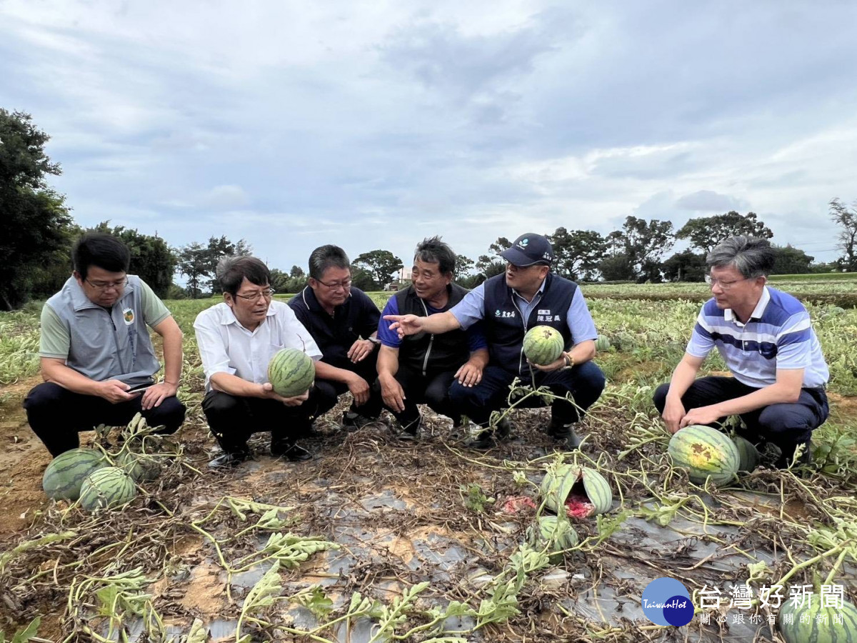 桃市農業局會同中央深入瓜果產區勘災,全力協助農民減輕損失。