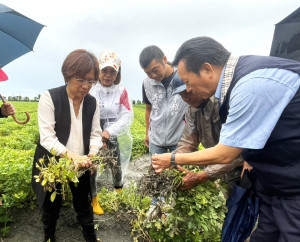 連日豪雨釀花生發芽腐爛，惠美赴大城勘災。圖／彰化縣政府提供