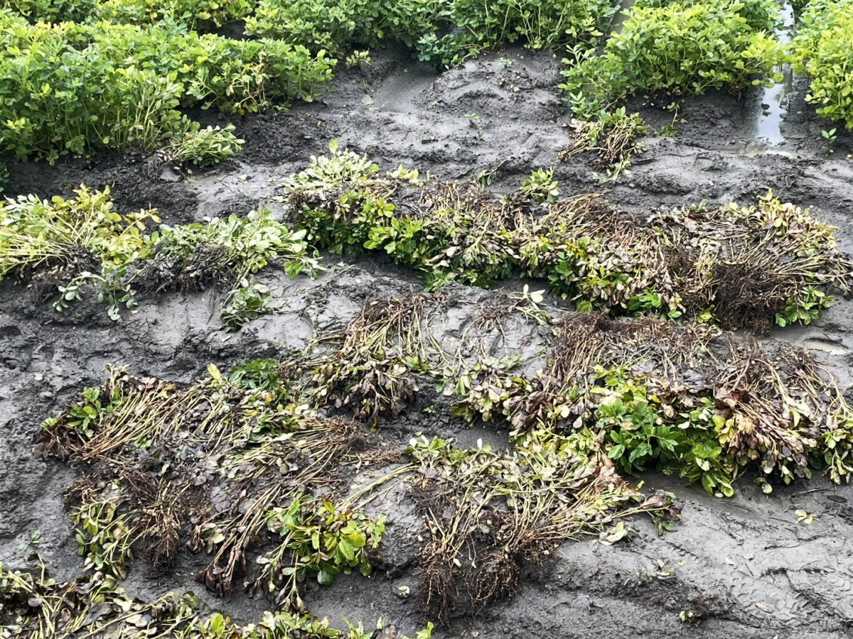 連日豪雨釀花生發芽腐爛。圖/彰化縣政府提供