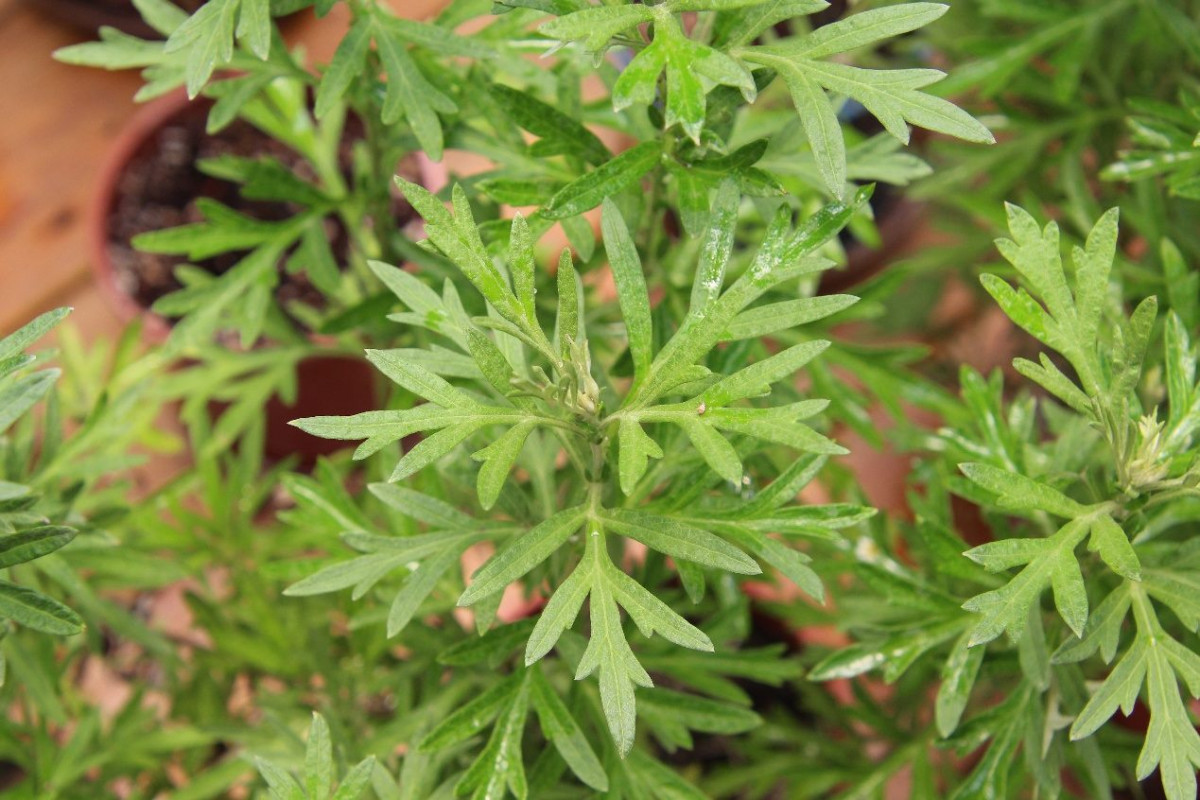把老祖宗的防蚊神草搬進溫室！　台北典藏植物園端午特展綠意開鑼
