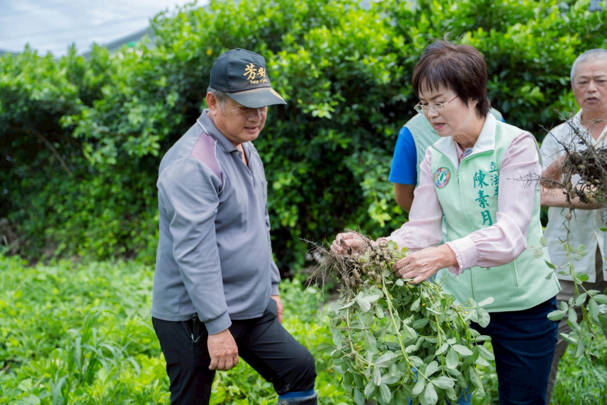陳素月偕農糧署勘災,認定彰化花生損害達救助標準。圖/陳素月辦公室提供