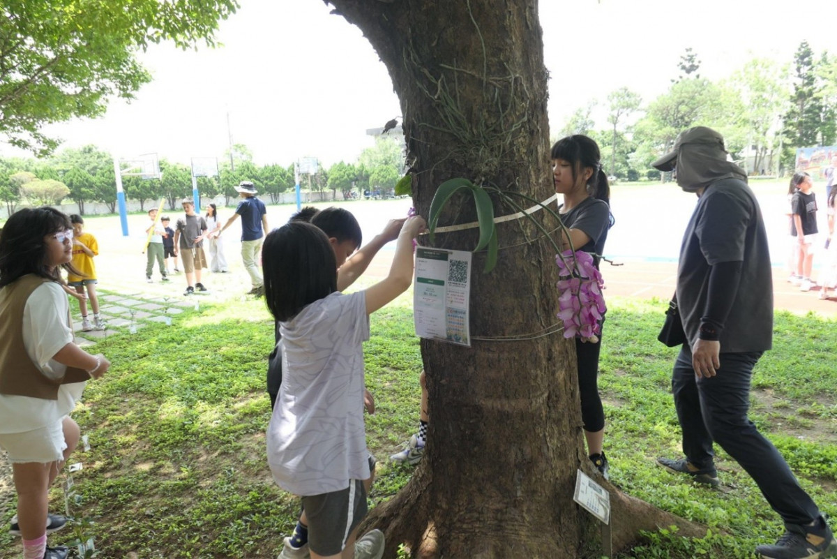 解開大自然的「綠碳」密碼 社子國小深耕樹木碳匯教育