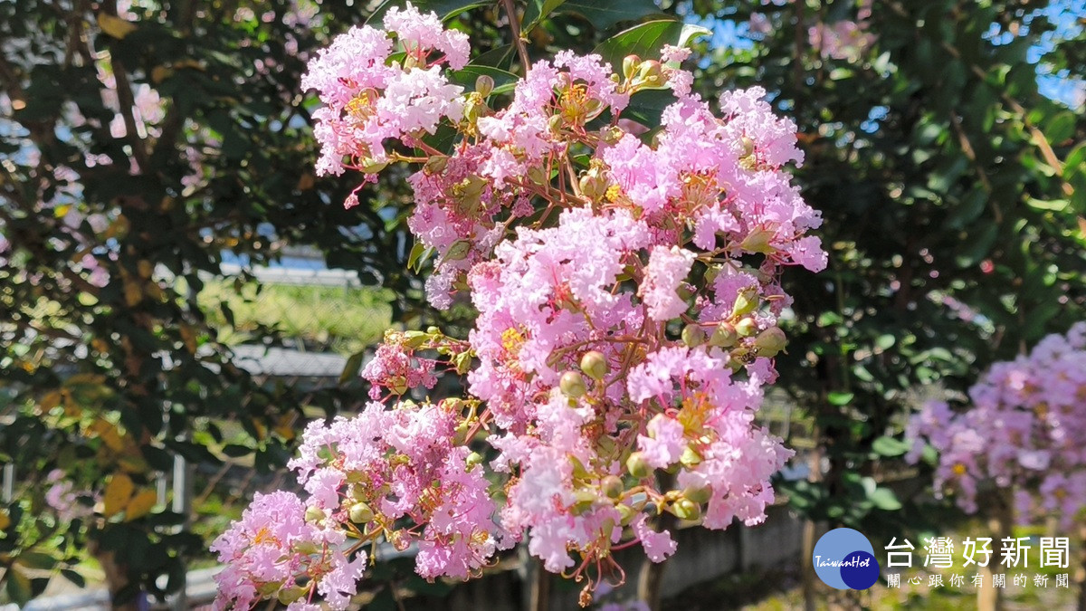 它那薄如蟬翼、邊緣皺縮如蕾絲般的花瓣,在風中輕顫,展現出粉紅、紫紅或潔白的多樣風情。