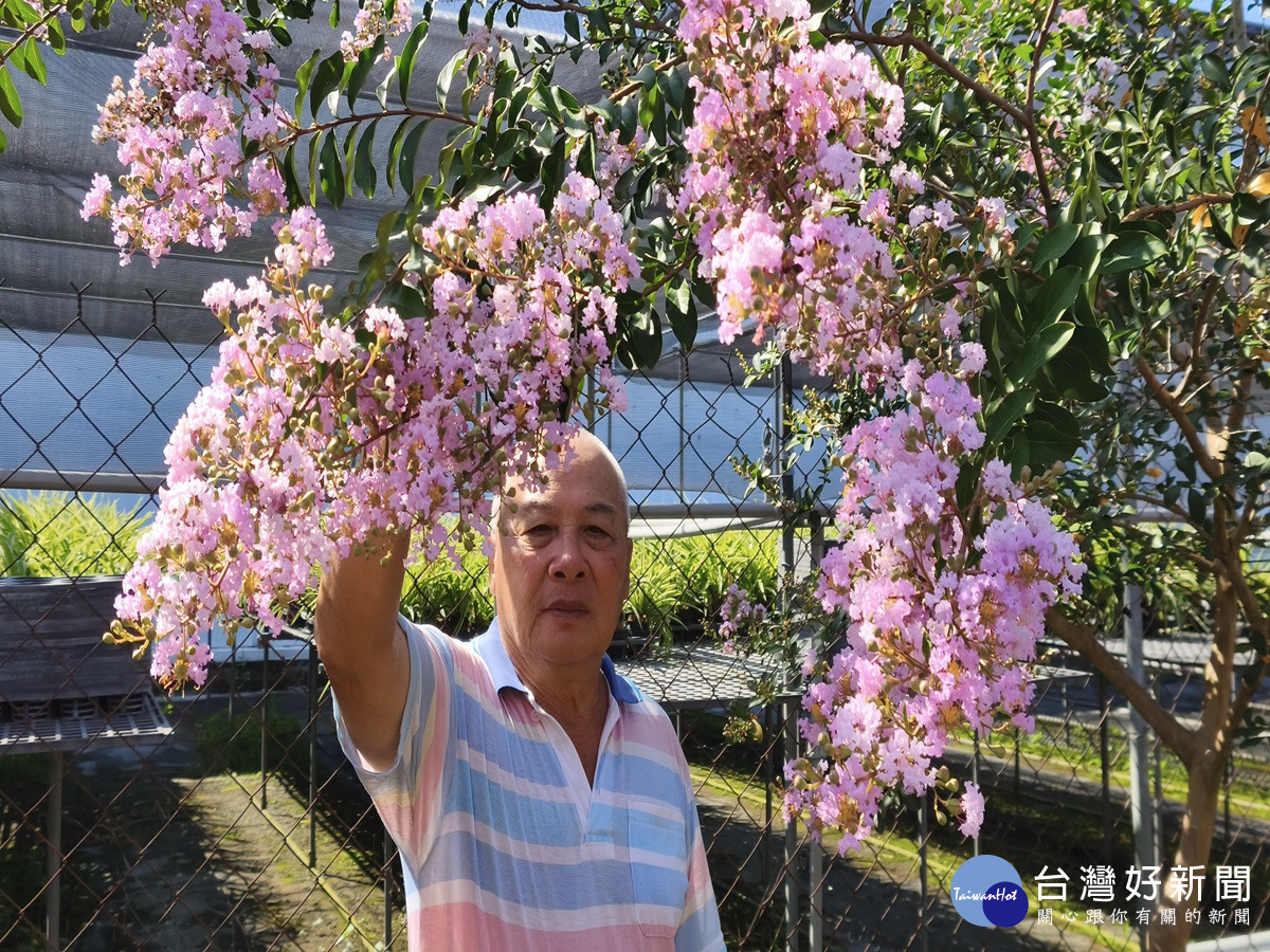 紫薇花盛開季 田尾艷麗重瓣紫薇花海引人駐足拍照打卡