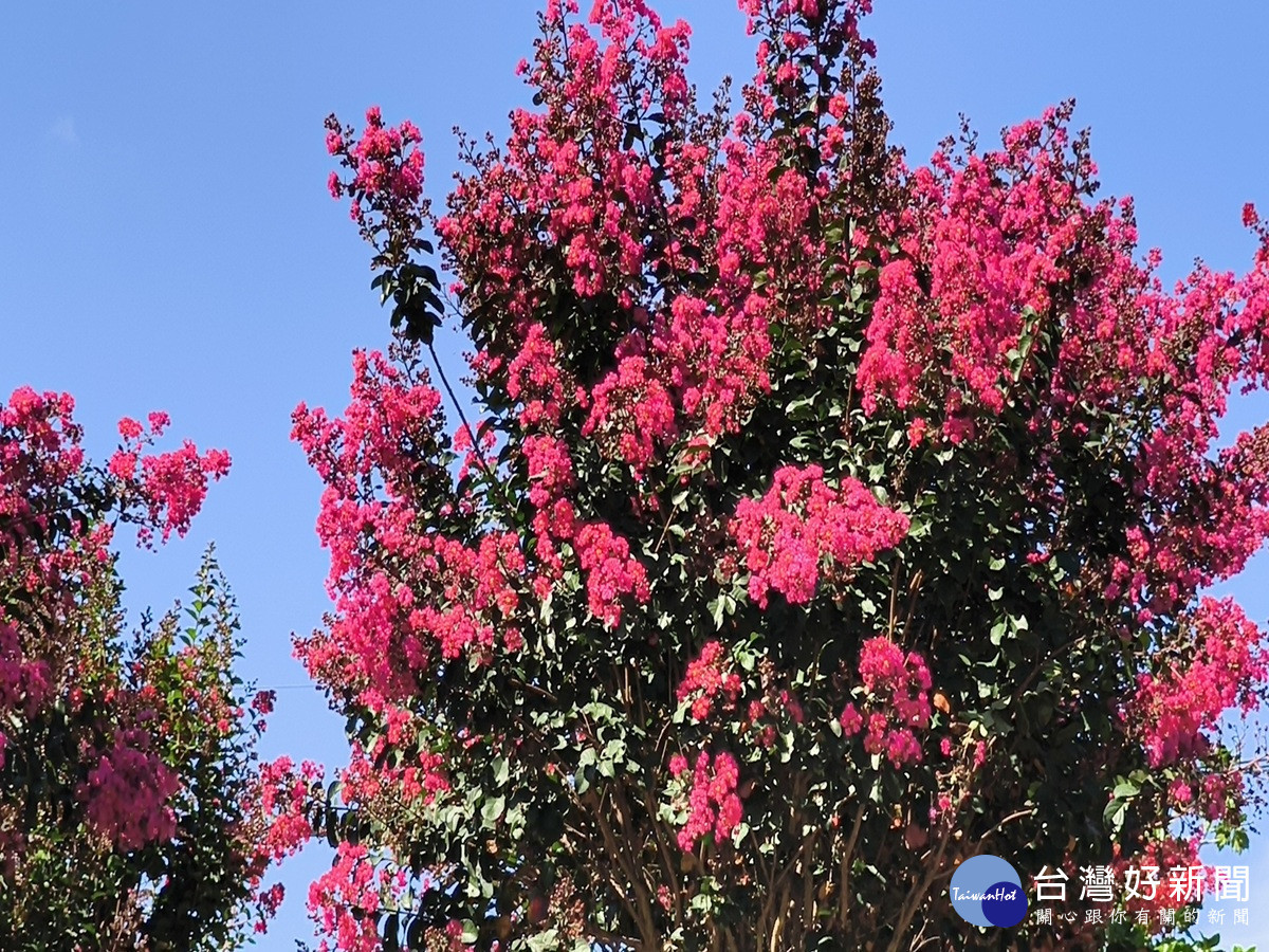 紫薇別名「愛情樹」、「百日紅」,滿樹粉紅、深紅花海大爆炸,花苞纍纍,相互點綴,整個園區。