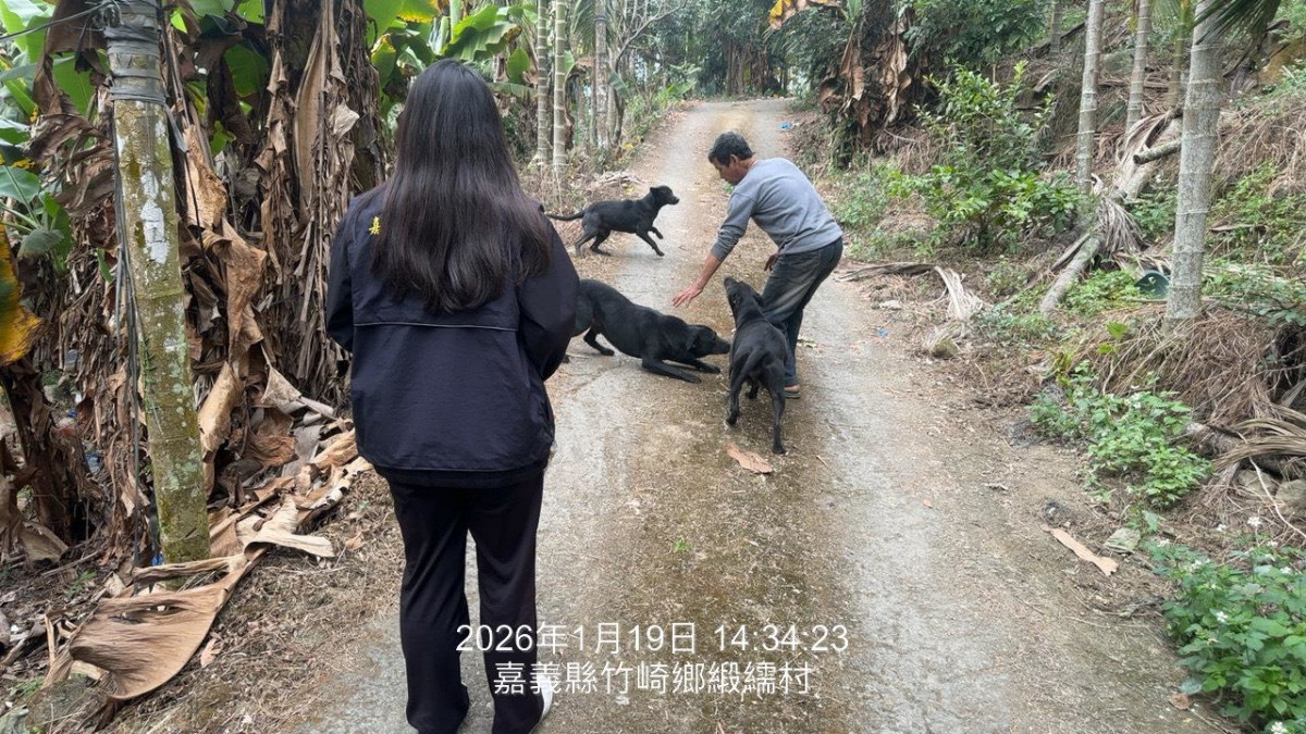 嘉義縣竹崎鄉一名飼主長期惡意放養大型犬於果園,犬隻屢次攻擊並咬死其他寵物犬/縣府提供