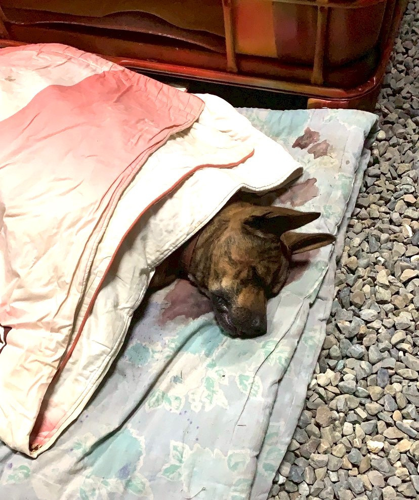 嘉義縣竹崎鄉一名飼主長期惡意放養大型犬於果園,犬隻屢次攻擊並咬死其他寵物犬/縣府提供
