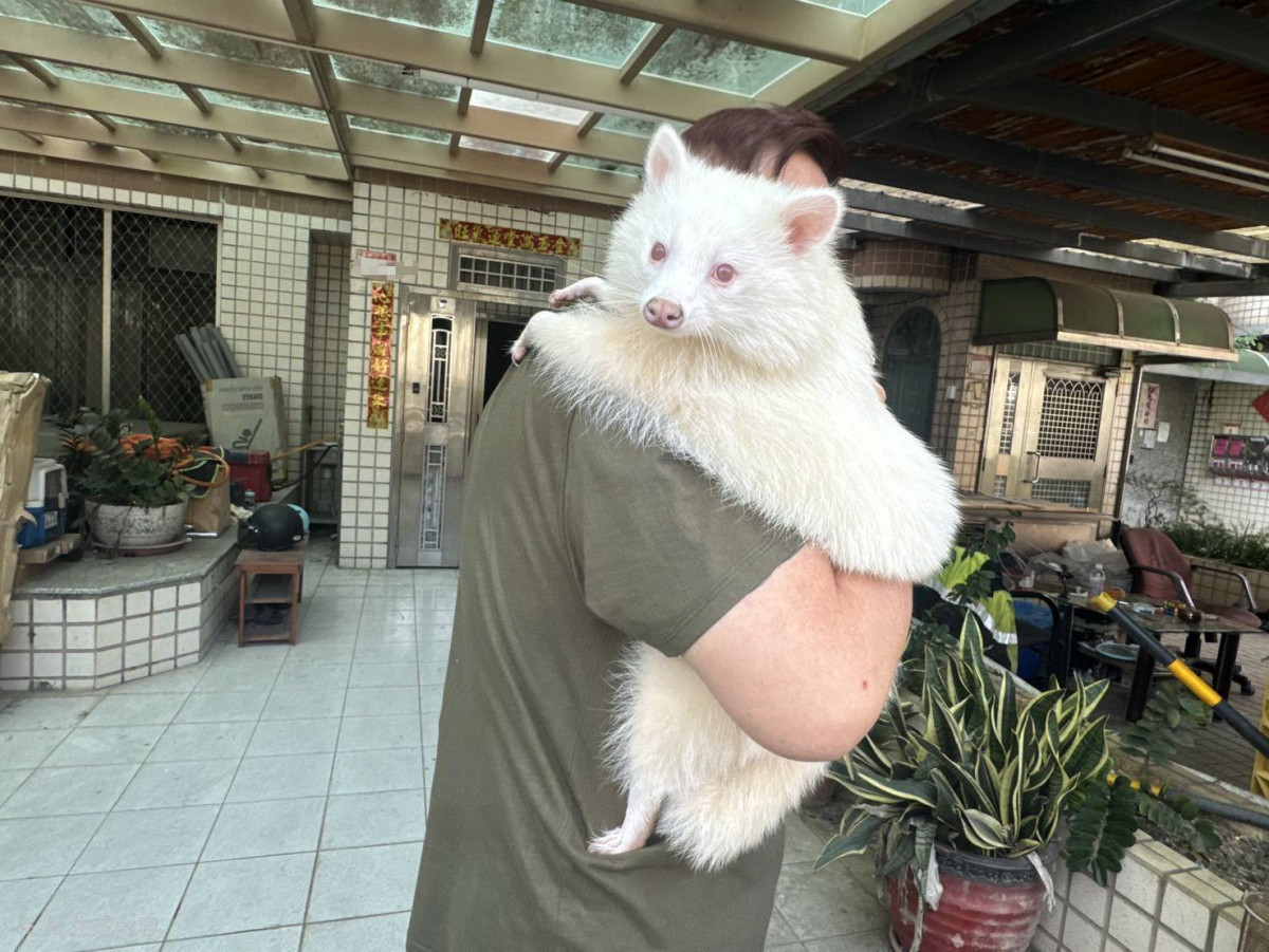 禁養641種高風險動物上路　桃市主動輔導飼主登記未申報最高罰25萬元