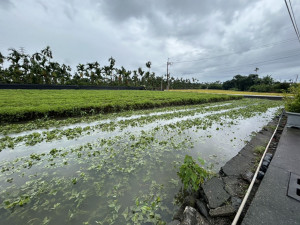 6月豪雨連連造成屏東農損　縣府爭取農業部天然災害救助全品項免勘