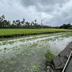 6月豪雨連連造成屏東農損　縣府爭取農業部天然災害救助全品項免勘