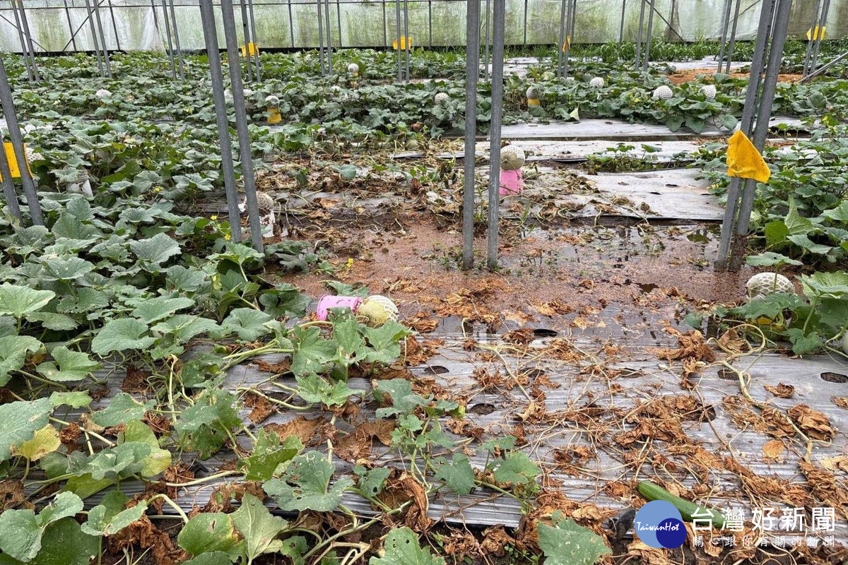 豪雨來襲桃園農損23公頃　農業局啟動災情查報　