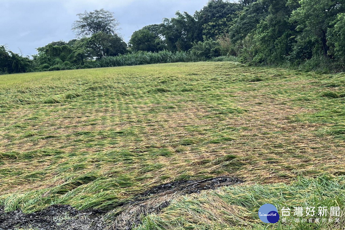 6月26日豪雨豪雨來襲，桃園農損達23公頃，農業局持續查報中。