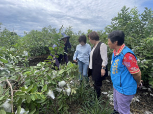 豪雨重創彰化農作，王惠美勘災溪州芭樂籲中央擴大天然災害現金救助品項。圖／彰化縣政府提供